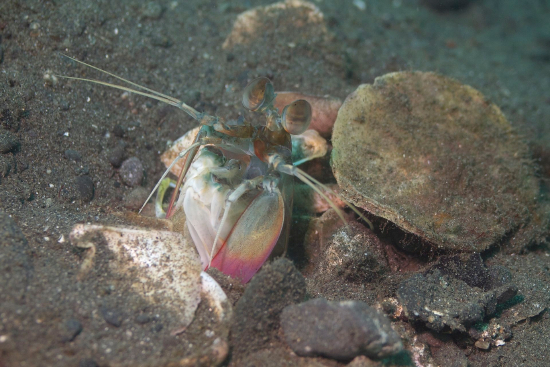  Odontodactylus latirostris (Poorman Peacock Mantis Shrimp, Pink Tail Mantis Shrimp)